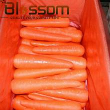 Top quality vitamin fresh carrot natural asian vegetable market prices