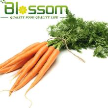 Top quality vitamin fresh carrot natural vegetable-costumes-for-kids