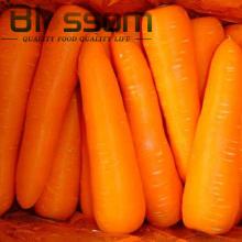 Top quality fresh carrot natural names all  fruits 
