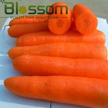 Top quality carrot dices natural fresh carrot