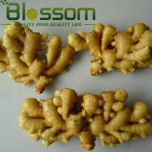 China wholesale hight quality food new product IQF  frozen   ginger 