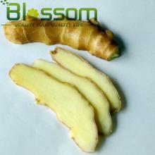 China wholesale top quality IQF ginger rich in vitamin c