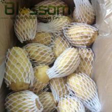 Good fresh potato prices top quality vegetable-costumes-for-kids