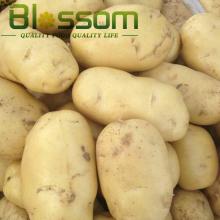 Good prices  fresh  potato top quality  fresh  asian  ve getable market prices