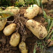 Good prices fresh potato top quality fresh sweet potato