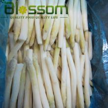 Top quality frozen white asparagus new crop asparagus