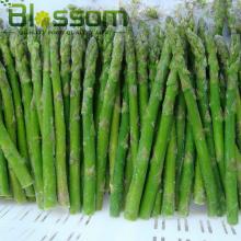 Top quality frozen green asparagus new crop asparagus price and fresh asparagus prices