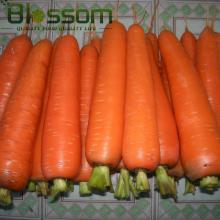 2014 new crop carrot diced carrot sliced wholesale IQF bulk fresh frozen carrot