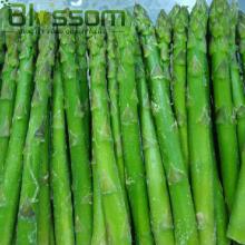 China IQF natural asparagus cuts frozen green asparagus fresh asparagus root