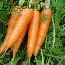 China wholesale hight quality  vegetable  2014 new product frozen carrot