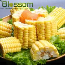 iqf middle sweet super sweet corn yellow maize corn