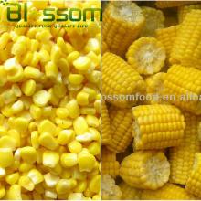 Wholesale iqf bulk fresh frozen sweet corn
