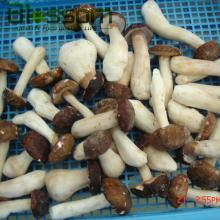 high quality iqf fresh baby boletus edulis frozen mushroom