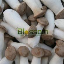 2014 Bulk frozen pleurotus eryngii king oyster  mushroom   spawn 