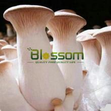 2014 Bulk frozen pleurotus eryngii king oyster mushroom