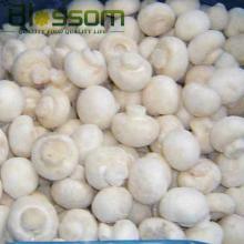IQF frozen fresh sliced champignons white mushroom