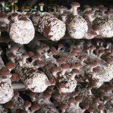 2014 new products fresh frozen shiitake frozen mushroom
