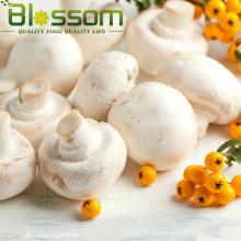 IQF fresh champignons mushroom white mushroom