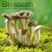 Top quality vegetable natural frozen nakemo mushroom names all mushrooms
