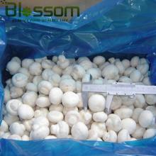 IQF double spore frozen champignons export mushroom