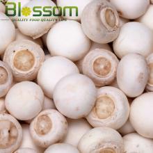 Market prices for mushrooom spawn fozen fresh champignons mushroom