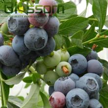 Top quality blueberry fruit frozen blueberry names all fruits