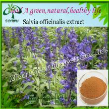 Natural Salvia divinorum extract/salvia miltiorrhiza extract/Salvia extract