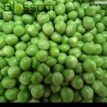 2014 New crop IQF fresh frozen green peas sugar sweet snap peas