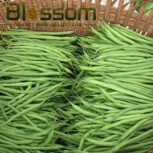 China wholesale top quality IQF green bean rich in vitamin c