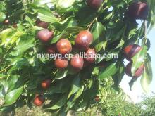 Jujube