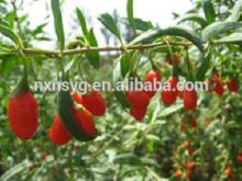Dried Wolfberry