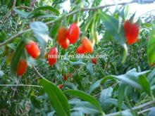 100% Organic Goji