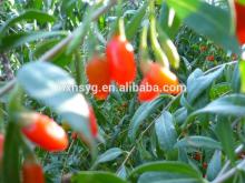100% Organic Wolfberry