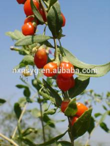 Orgnic Dried Goji Berries
