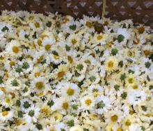  healthy   Flower   Tea  Chrysanthemum Herbal  Tea 