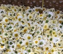 hot selling chrysanthemum flower tea with wholesale price
