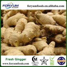 Chinese  Half   Dried  Ginger