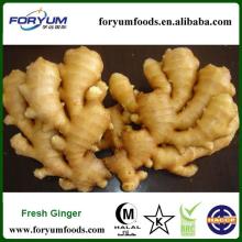 Chinese Fresh Young Ginger