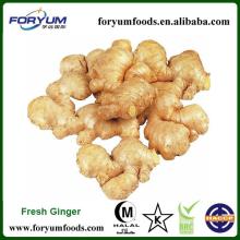 Hot Sale Fresh Mature Ginger