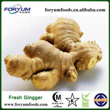 Healthy Food Chinese Fresh Ginger