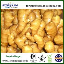 Chinese Fresh Ginger For International Market