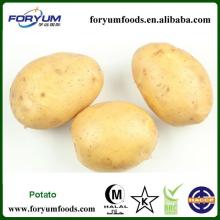 2013 Round Potato