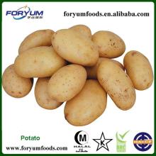 Fresh Round Potato Price 2013