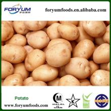 2013 New Croped Fresh Yellow Potato