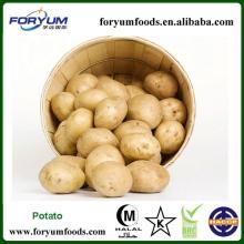 Fresh Yellow Potato Exporting For Sale