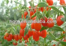 selling Chinese wolfberry made in China