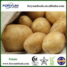 2013 New Crop Fresh Mature Holland Potato