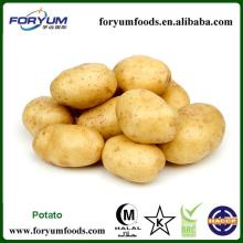 Fresh Yellow Potato Exporting In Cold Storage