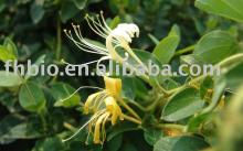  Honey   Suckle  Flower  Extract  25%-90%
