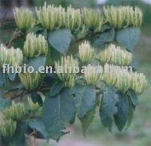 Chlorogenic acid With Honey Suckle Flower Powder